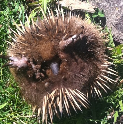 mr_puggles's profile picture. Im an echidna who goes by the name Puggles. @xchristinashawx is my bff. xoxo puggles