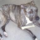 Carrie Madison - @brindlemercedes - Twitter