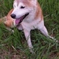 アレックス (@al_alex_1022) Twitter profile photo