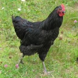 Owner operator of Mcconnell's Black Javas.  Selling Hatching eggs starting Febuary 2013 for spring hatching season.  Love raising chickens and talking turkey.