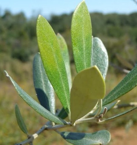 SaitamaFukko's profile picture. 障がい者の自立支援ができるような環境の創出と障がい者と共に人生を歩むシステムの創造をめざしています。農業と福祉の連携で明日の日本を元気に( ´ ▽ ` )ﾉ