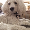 Lori Rossi - @azlrossi - Twitter