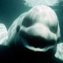 Dennis Rader - @CaramelSparrow - Twitter