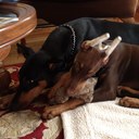 Donna Sciortino - @DeeSciortino - Twitter