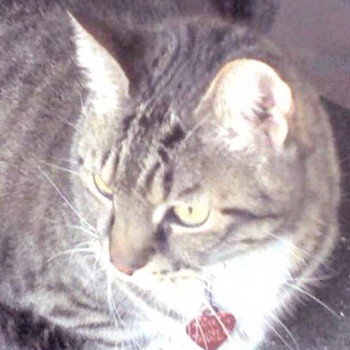 iWebBiz's profile picture. Interests in Space, Technology, Classic Rock, SciFi, and Military History. And Cats. Of course Cats.