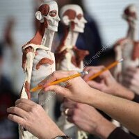 Anatomy In Clay(@AnatomyinClay) 's Twitter Profile Photo