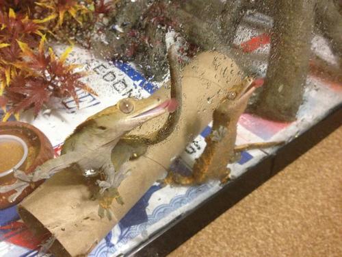 Crested Gecko breeder out of Michigan,  but new at it - just trying to get started so wish me luck!