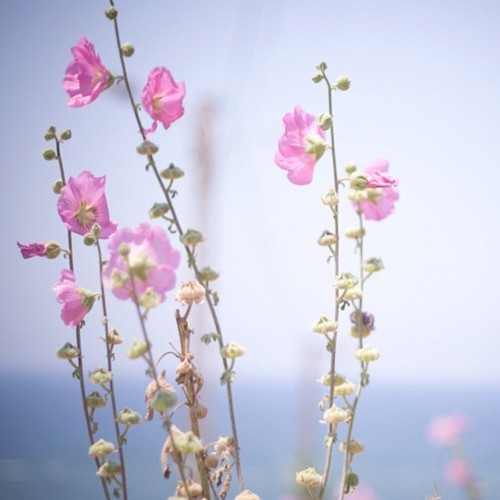 اشدُد اللهمّ بأسِي ، واحبِني عزّ الحَياة *