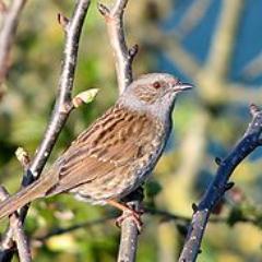 EvansDunnock's profile picture. 