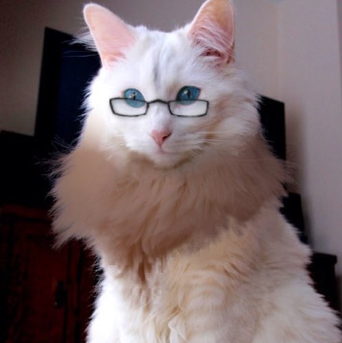 Mew? Hi there! My name's Skyward-Xavier! Meow, come play with me! ( Neko Hetalia RP; Multiverse. Human mostly. Cat at times.18+ ) @navypoliceaph is my Master~