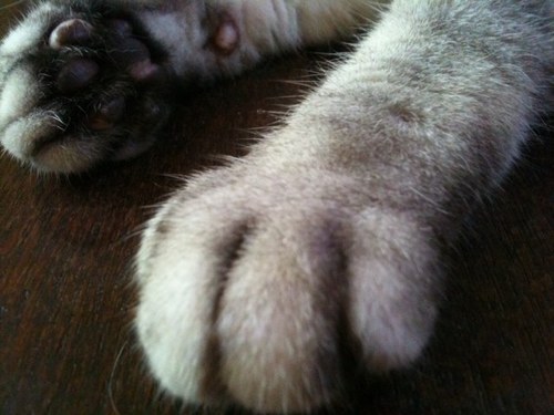 bluebird427's profile picture. なるべく体に良くて美味しいもの！ 障がいお持ちの方も働ける就労支援カフェオープンに向けFacebook 西崎加代にて活動中〜！