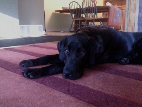 eating catpoo, chasing soccer balls, licking butts, eating, being happy, annoying my owners, chasing my tail, eating,