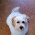 TIna DeLillo (@tinadelillo) Twitter profile photo