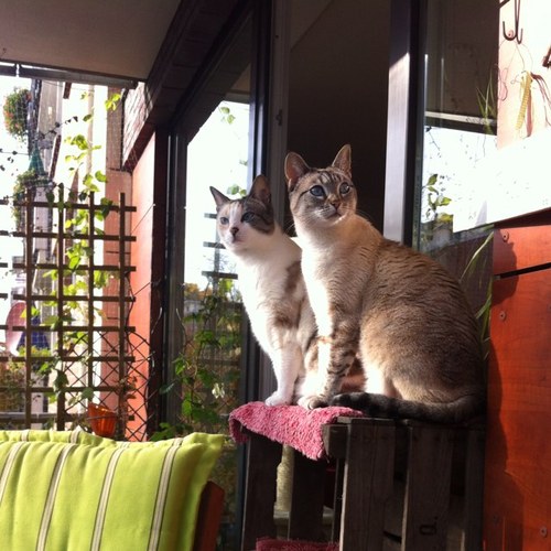 tannacorday's profile picture. vegans just try to suck less!