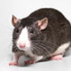 Ratspinkie's profile picture. When the people fear their government, there is tyranny; when the government fears the people, there is liberty.  ~Thomas Jefferson