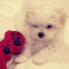 @CodySimpson and @allisimpson are my amazing owners.