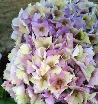 MsLive42's profile picture. 