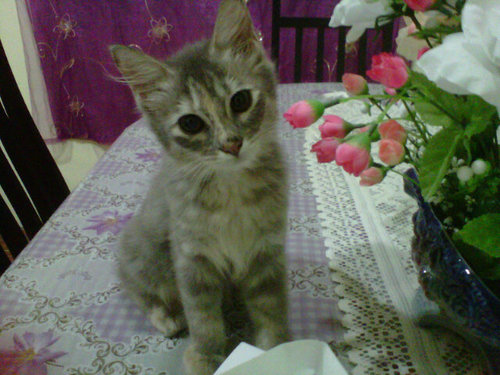 ciknaali's profile picture. 