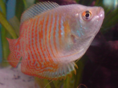 We are Sian's fish, follow all our going ons!