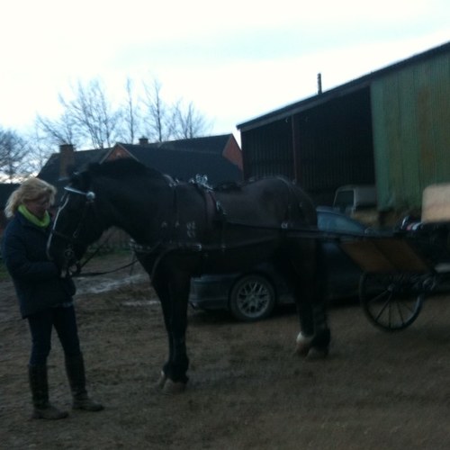 silverhippie's profile picture. 