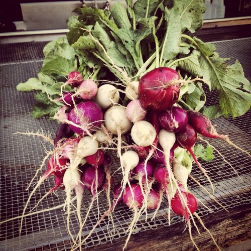 Crabtree Farms is a non profit urban educational farm serving the greater Chattanooga community.