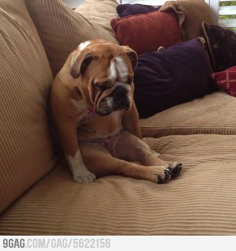 cumanginfoinloh's profile picture. ngok..ngokk..