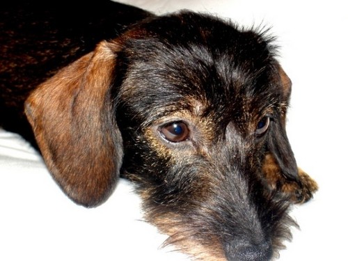 vanbramsburcht's profile picture. Teckelkennel #geïnteresseerd in mijn medemens#liefdeenrespectvoordieren#lovelife#i