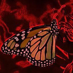 Monarch1223's profile picture. 