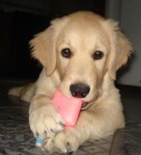 Official page account. 
me llamo BUBA y soy Sexi , atrevida guau guau