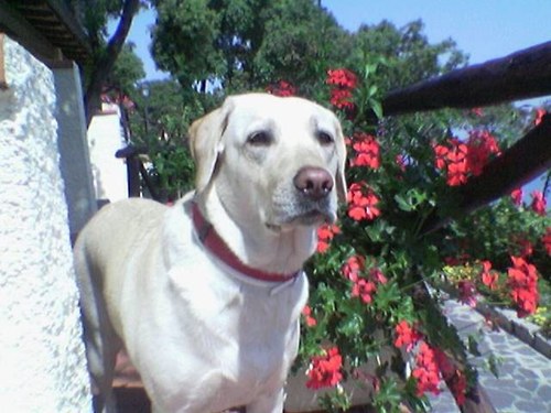 trastulloe's profile picture. 