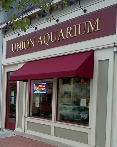 unionaquarium's profile picture. Located in Schenectady NY. An Aquarium store with knowledagble staff, a beautiful selection of freshwater fish / saltwater fish and corals.