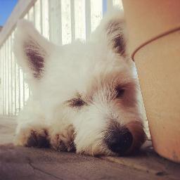 kellikellykelli's profile picture. 