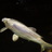 Fan_of_Koi's profile image