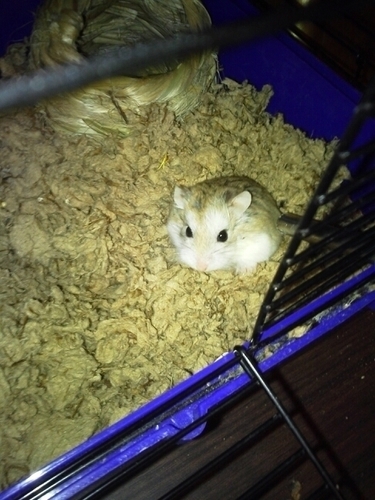 I'm a hamster and I get bitches
