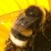 duisblog (@duisblog) Twitter profile photo