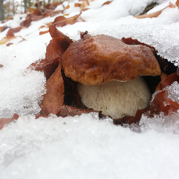 UN MENSILE RICCO DI ITINERARI, MICOLOGIA, CONFRONTI, FOTOGRAFIE, CONSIGLI, RICETTE E QUANTO ALTRO, TUTTO DEDICATO AL MONDO DEI FUNGHI E DEI TARTUFI!