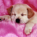 nicole primo - @nicoleprimo2 - Twitter