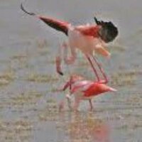 Deepak UpDesaha (@saudagar21) 's Twitter Profile