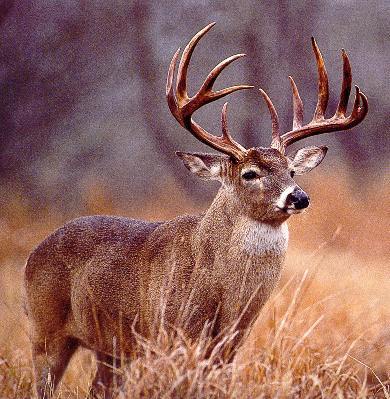 HuntingProblem9's profile picture. bad day in the woods..