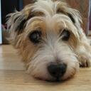 Peter Harrison - @helicron - Twitter