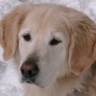 MojitoMixer's profile picture. Hovawart, NICHT Golden Retriever