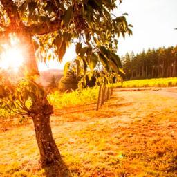 beckhampinot's profile picture. Beckham Estate Vineyard: Living our family's dream in Oregon's Chehalem Mtns. Growing Pinot noir & a bit of Riesling. Chasing 3 small children & 1 very lg pup.