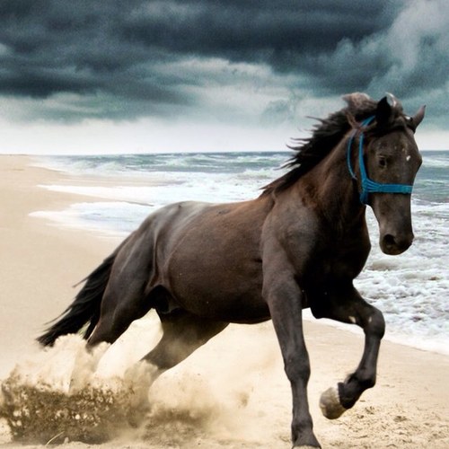 jakestallion14's profile picture. 