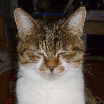 いわみちさくら Lineスタンプ作りました Chipetan Twitter いわみちさくら Lineスタンプ作りました Chipetan Twitter