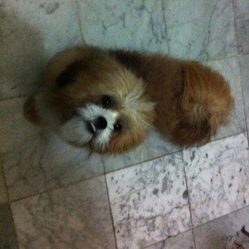 icontreras101's profile picture. 