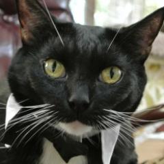 Pita is an eight year old cat, that loves to play with her toys and with us! She is very smart and sensitive cat. Visit http://t.co/6ZdyX8YHaM. #PitaCat