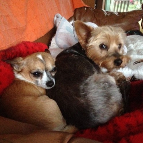 pandypop1's profile picture. 