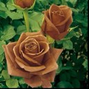 sandy benitez - @desertstar1 - Twitter