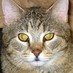 Jonathan Marshall (@majunren) Twitter profile photo