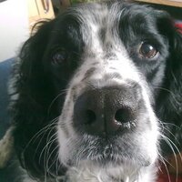 🐶Jo Mason🐕🏴󠁧󠁢󠁷󠁬󠁳󠁿 (@mantajojo) 's Twitter Profile Photo